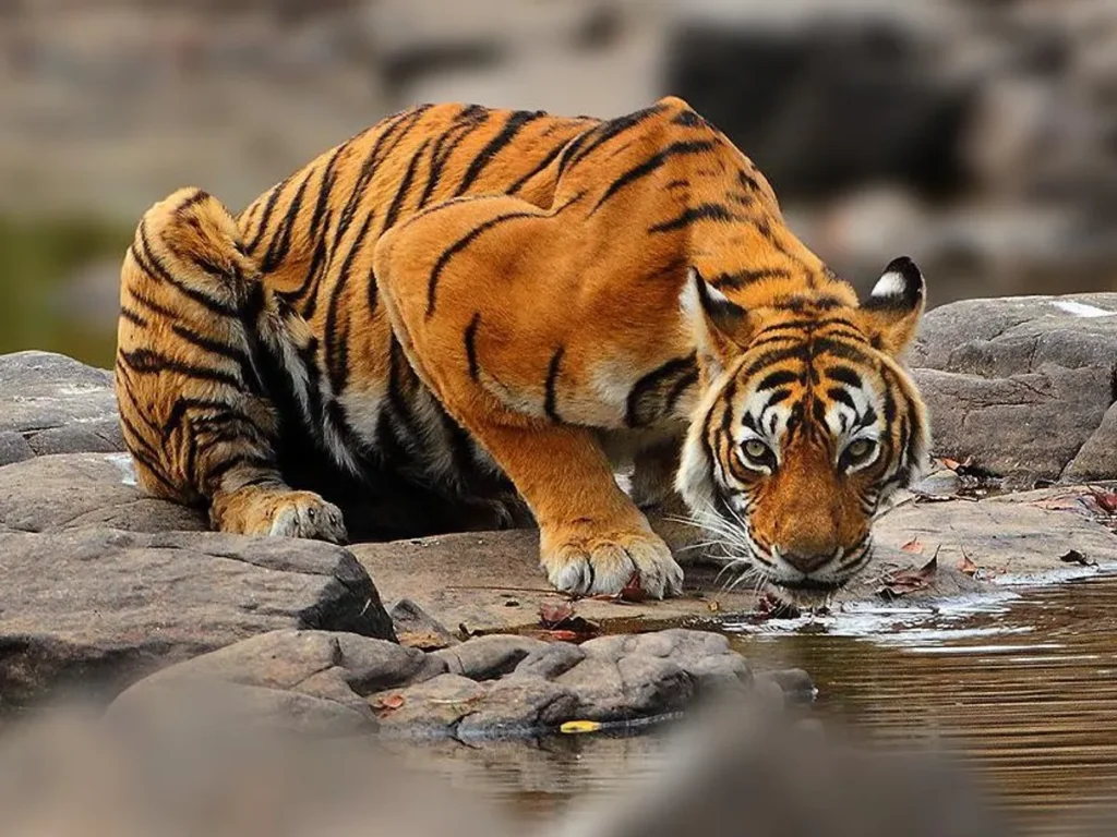 machali tigress