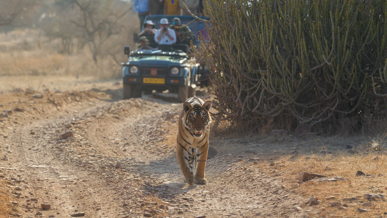 A Complete Guide to Planning Your Ranthambore Safari Adventure