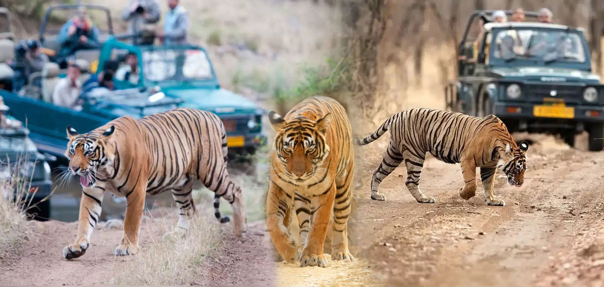 book-my-ranthambore