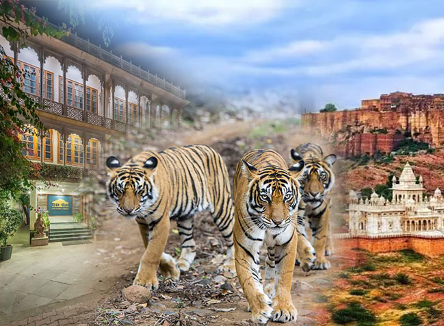 safari trip ranthambore