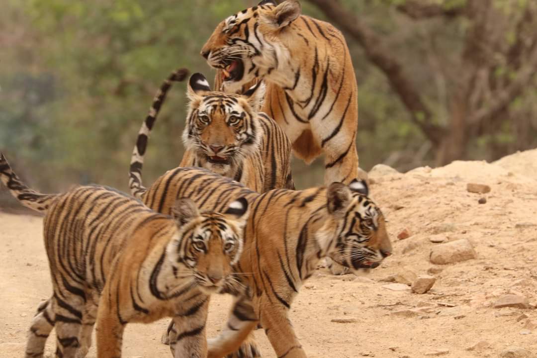 Tigress Ridhhi and her Cubs
