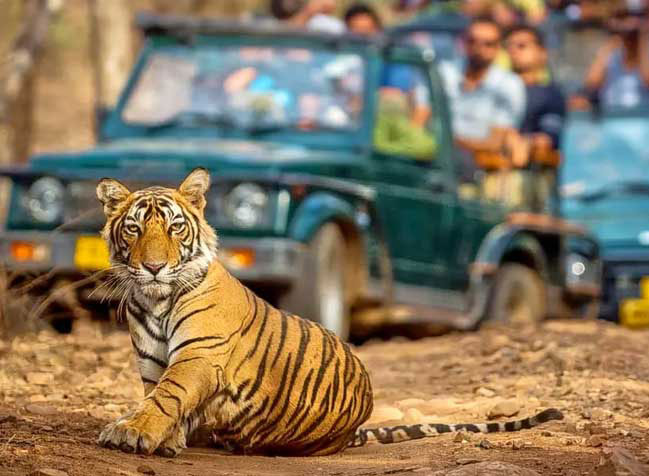 safari trip ranthambore