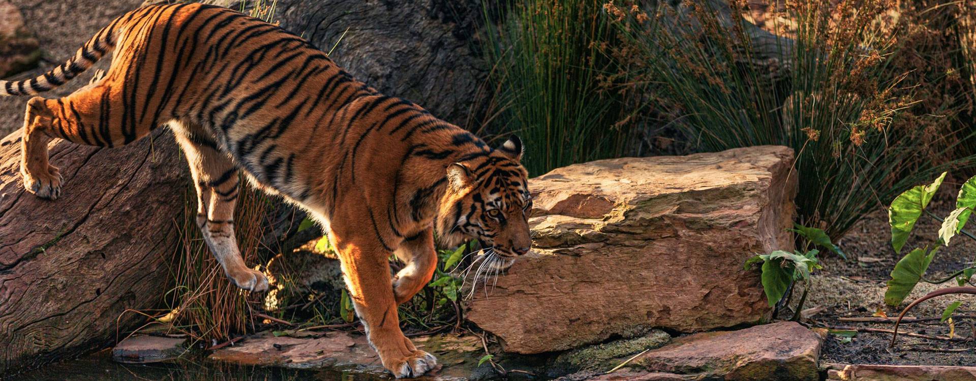 Ranthambore National Park Safari Booking Sawai Madhopur